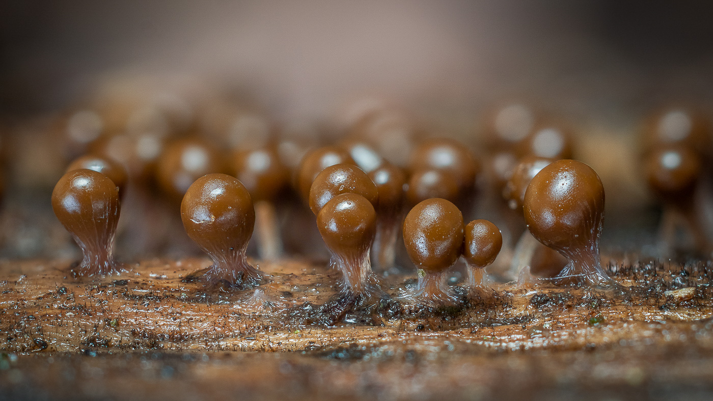 Photo by Barry Webb Trichia decipiens by Barry Webb